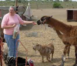 Llama eating bread from person's hand