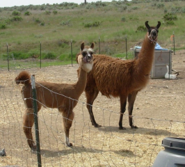 Two llamas looking at camera