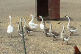 Gaggle of geese