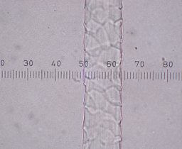 Sheep wool at 400x magnification with scales in view.