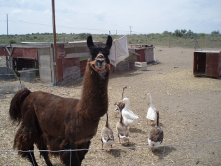 Dark brown llama and geese